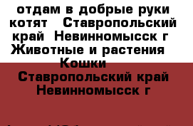 отдам в добрые руки котят - Ставропольский край, Невинномысск г. Животные и растения » Кошки   . Ставропольский край,Невинномысск г.